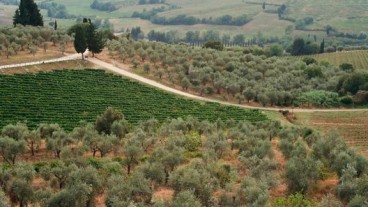 Ismea riapre le terre: 14mila ettari al Sud, rate fino a 30 anni