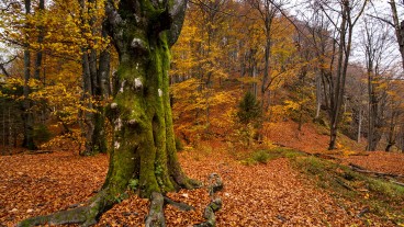 castagneti in italia