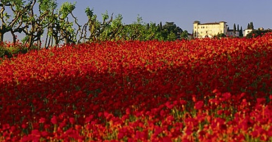 casale