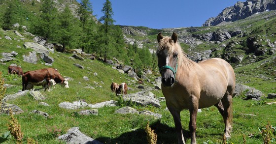 Carne equina, è la crisi che porta i cavalli al macello