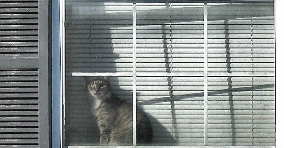 7 regole da seguire se si vuol tenere un animale domestico nel condominio
