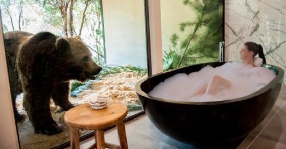 Un hotel in australia dove ci si sveglia in compagnia di un orso e si cena con un leone (fotogallery)