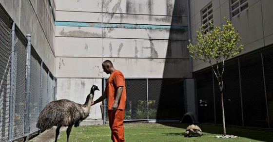 Carcere con animali