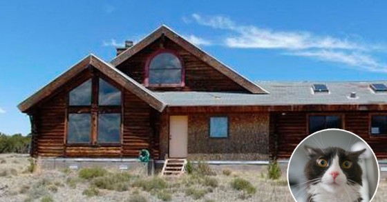 La casa per gatti più pazza mai vista: un vero paradiso per il tuo felino