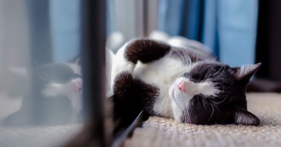 Cosa fare con l’animale domestico durante la visita alla casa del potenziale acquirente