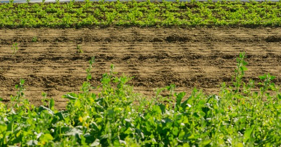 Imu e Tasi terreni agricoli, cosa c'è da sapere