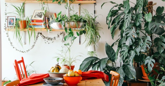 Come creare un piccolo giardino dentro casa