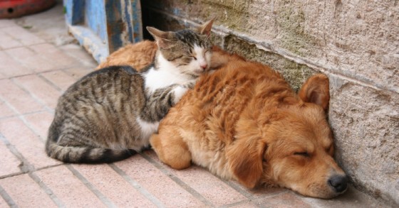 Hai un animale domestico? Forse non sapevi che esistono detrazioni e bonus
