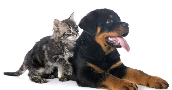 Tre consigli per garantire il comfort abitativo degli animali domestici