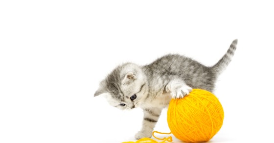 Casa a prova di gatto: alcuni consigli utili per l'arredamento