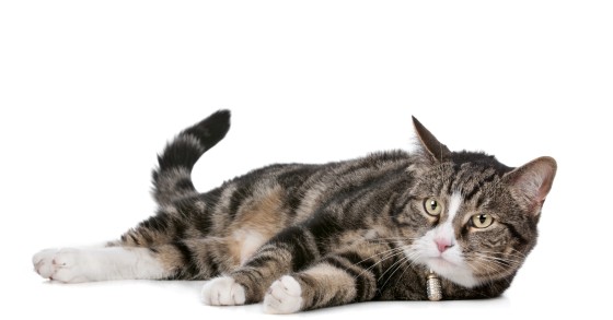 Animali in condominio, le regole da seguire durante l’emergenza