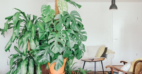 Piante d'appartamento: le migliori da avere a casa (resistenti e facili da curare)