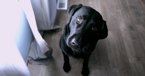 Foto de Sharon McCutcheon en Unsplash