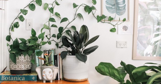 Piante che migliorano (e peggiorano) l'energia della casa secondo il Feng Shui