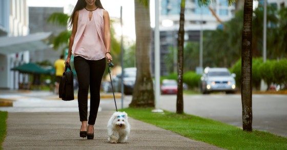Le città più dog-friendly del mondo, ecco la classifica secondo Coya