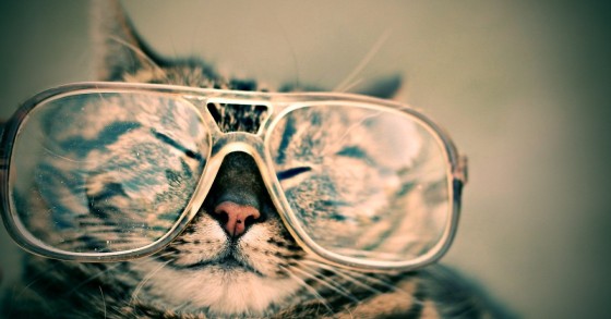 Cat Coffee, in Portogallo esiste un bar dove si possono portare (e anche adottare) i gatti