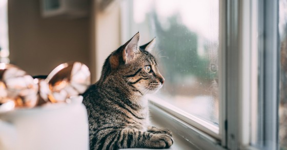 Alcuni utili consigli per tenere un gatto in casa