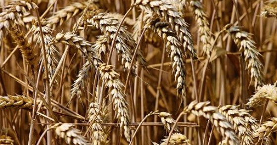 World pasta day, Cia: pi? sostegno a grano duro italiano
