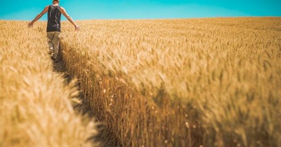Fao: prezzi alimentari mondiali a livelli pi? alti da luglio 2011