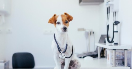 Detrazioni fiscali spese veterinarie