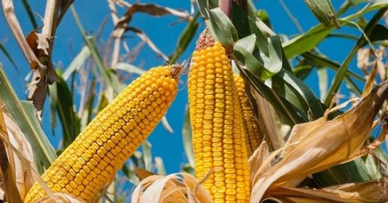 Coldiretti: soia, grano, riso e mais, balzo quotazioni su mercati
