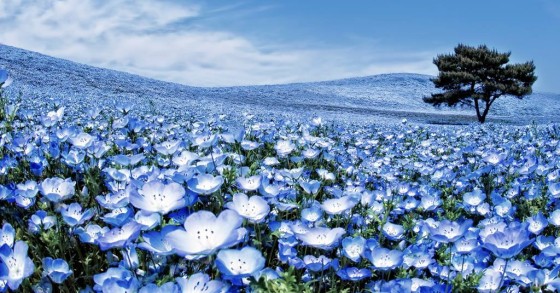 La straordinaria fioritura che trasforma una collina giapponese in un oceano blu