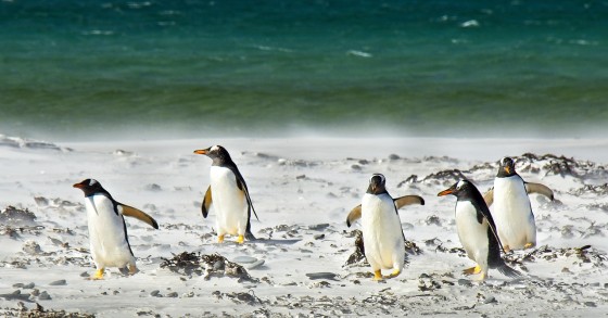 Offerta di lavoro incredibile ma vera: cercasi personale per contare pinguini al Polo Sud