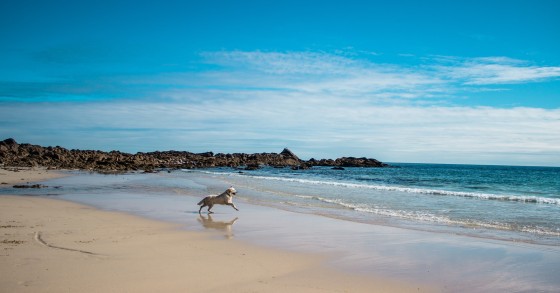 Ga op vakantie met je huisdier / @paulthomas/Unsplash