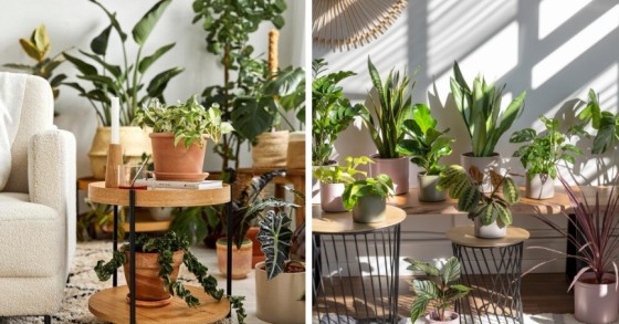Come realizzare un giardino interno e farne un'oasi perfetta dentro casa