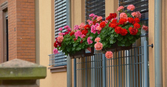 Consigli pratici per difendere le piante dal caldo dell'estate