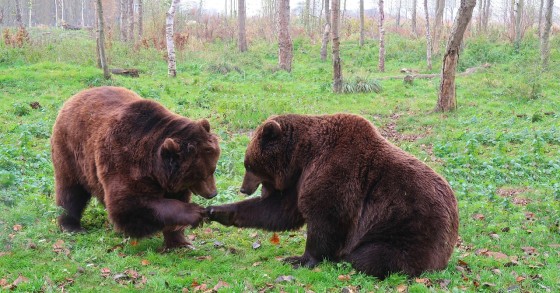 Orso finanza