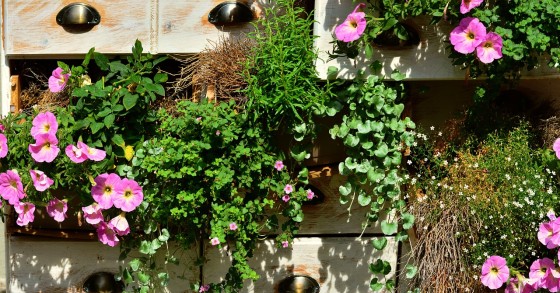 Piante primaverili