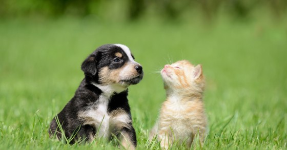 Animali domestici
