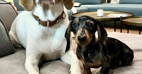Hotel pet friendly
