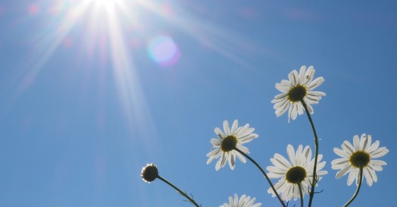 margaridas ao sol