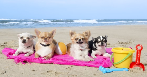 Animali domestici