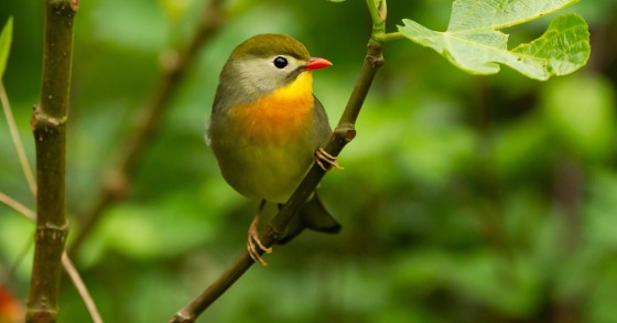 Reservas de la biosfera por descubrir en Italia