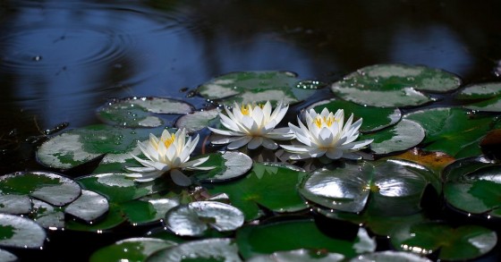 fiore di loto significato