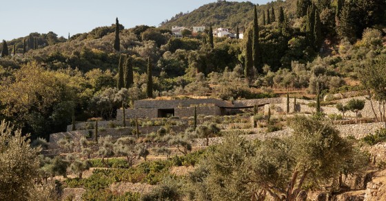 Vigneto Grecia