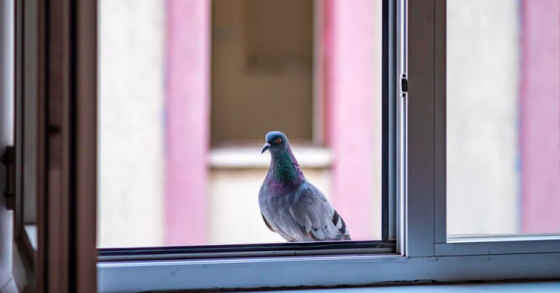 Come allontanare i piccioni da casa