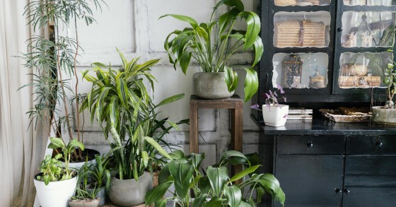 pianta tropicale da interno