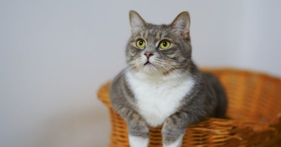 dove si butta lettiera gatto