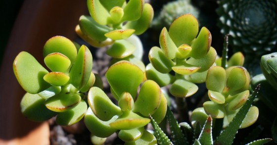 piante crassule