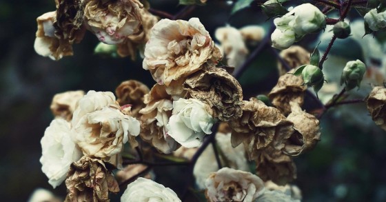 fiori secchi