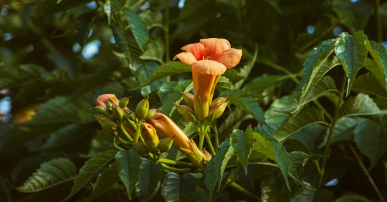 piante imbuto