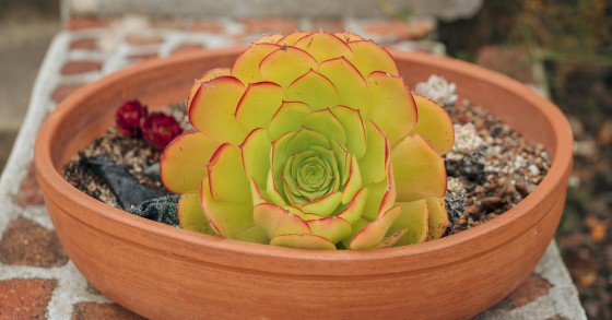 piante pet friendly