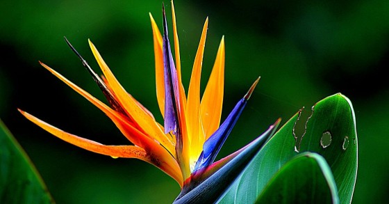 strelitzia come si cura