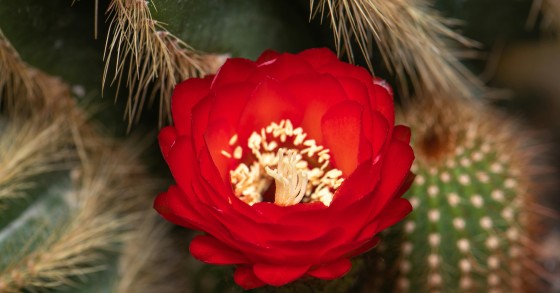 piante grasse con fiore