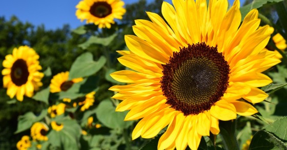 piantare girasole