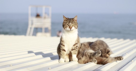 isole dei gatti